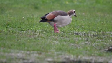 çayır üzerinde yemek Mısır ördek