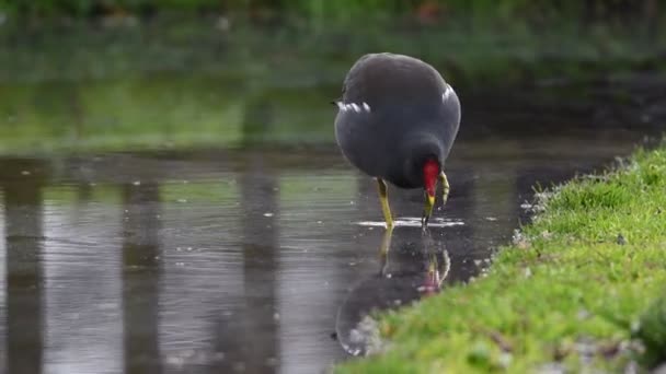 Göl kenarında moorhen ördek — Stok video