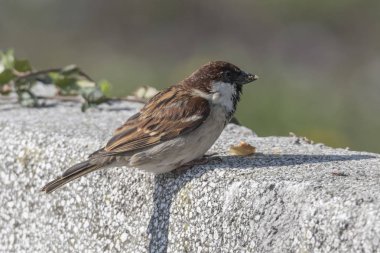 Bahçedeki şirin serçe