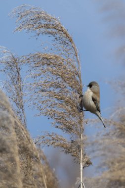 remiz pendulinus sarkaç kuş reed
