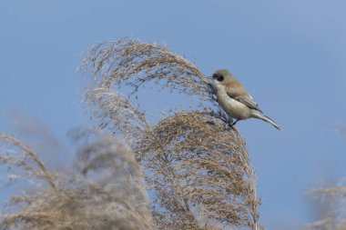 remiz pendulinus sarkaç kuş reed