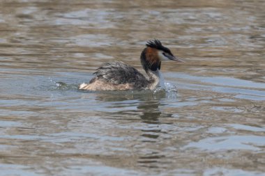 Göl kenarında büyük tepeli batağan