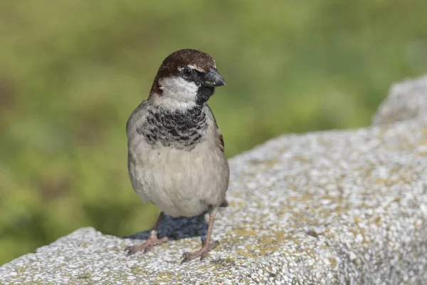 Schattig Mus Tuin — Stockfoto