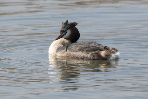 Grande Grebe Crista Lago — Fotografia de Stock