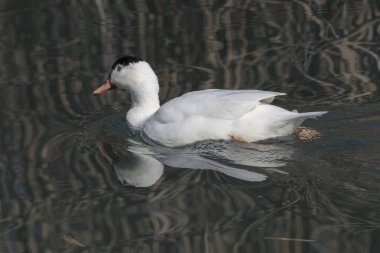 Hibrid ördek swimmind Gölü