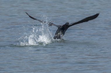 Göl üzerinde uçan karabatak