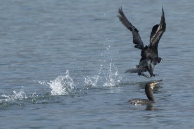 Göl üzerinde uçan karabatak