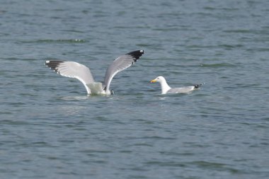 Göl üzerinde uçan martı