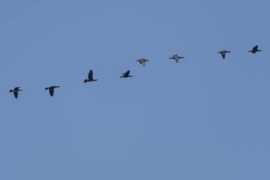 gökyüzünde uçan karabatak