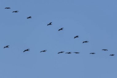 gökyüzünde uçan karabatak