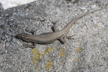 kertenkele dinlenme kaya