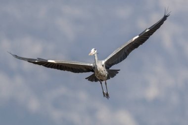 Gölde gri balıkçıl