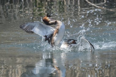 büyük tepeli batağan arasındaki toprakları için mücadele