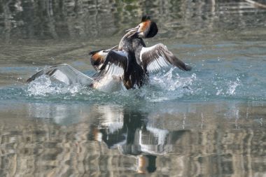 büyük tepeli batağan arasındaki toprakları için mücadele