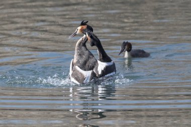 büyük tepeli batağan arasındaki toprakları için mücadele