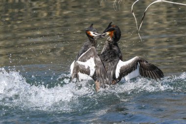 büyük tepeli batağan arasındaki toprakları için mücadele