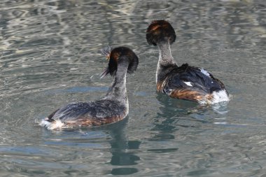 büyük tepeli batağan arasındaki toprakları için mücadele