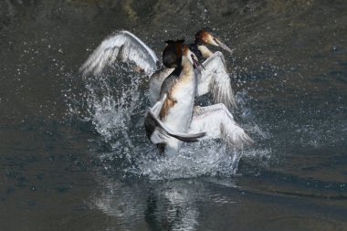 büyük tepeli batağan arasındaki toprakları için mücadele