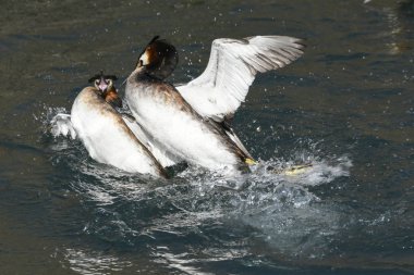 büyük tepeli batağan arasındaki toprakları için mücadele