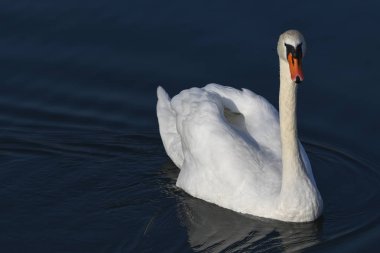 swan için banyo Zamanı