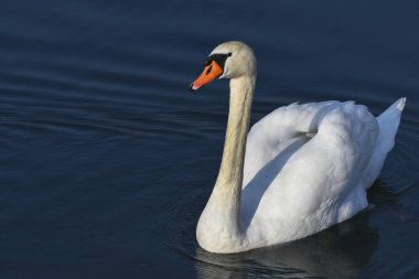 swan için banyo Zamanı