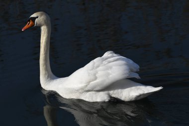 swan için banyo Zamanı