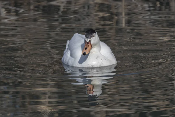 Hybrid Ente Schwimmt Auf See — Stockfoto