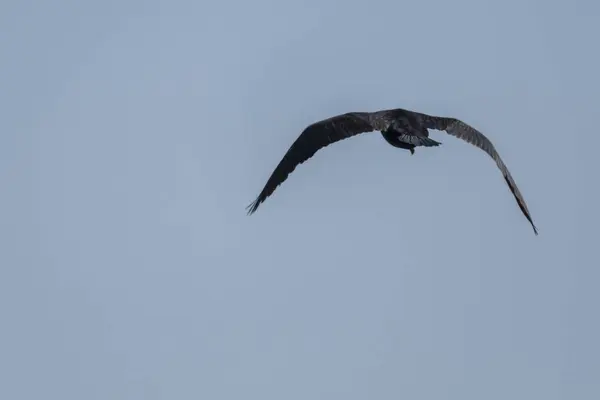 Cormorant Flying Lake — Stock Photo, Image