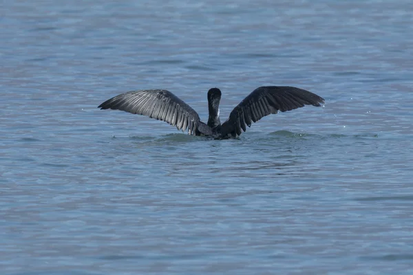 Cormoran Volant Sur Lac — Photo