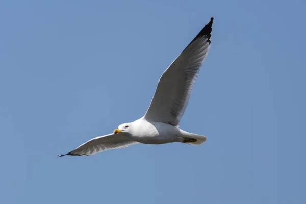 Seagull Vliegen Lake — Stockfoto
