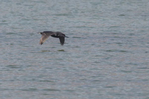 Cormoran Volant Sur Lac — Photo