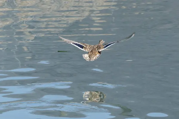 Rață Femeie Care Zboară Lac — Fotografie, imagine de stoc