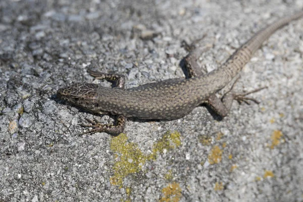 Lagarto Rocha — Fotografia de Stock