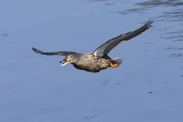 Duck Female Flying Lake — Stock Photo, Image