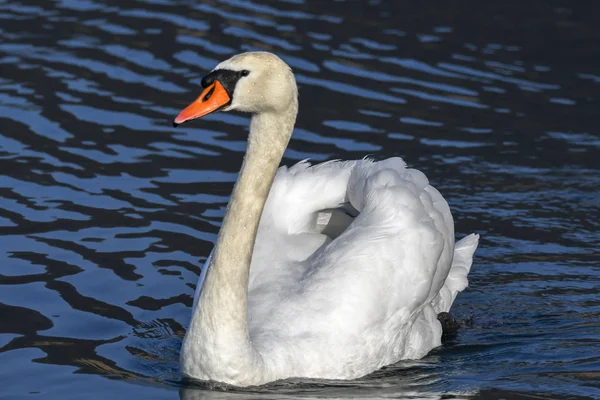 Hora Del Baño Para Cisne —  Fotos de Stock