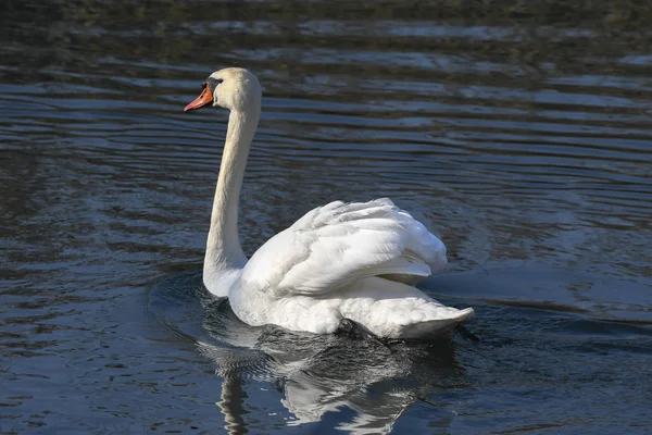 Swan Için Banyo Zamanı — Stok fotoğraf