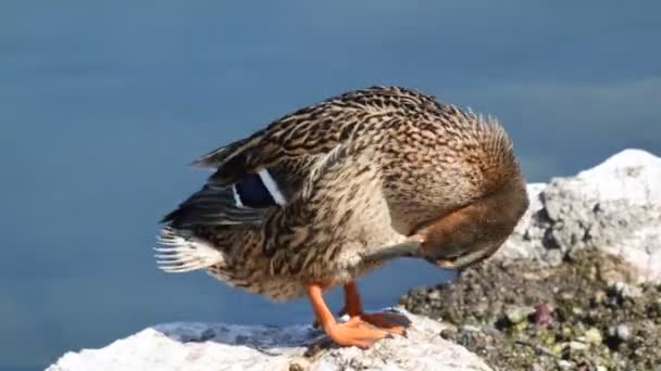 Pato hembra en el lago — Vídeo de stock