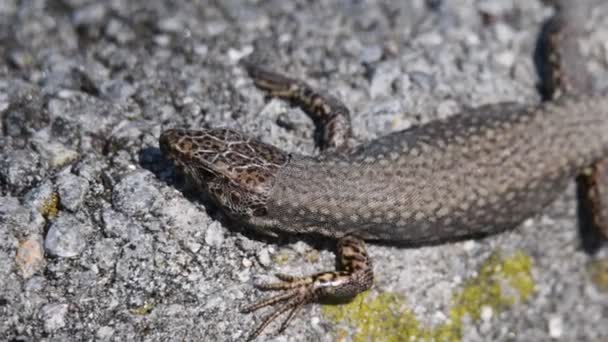 un lézard sur le rocher 