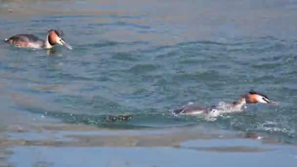 Luta pelo território entre o grande grebe crested — Vídeo de Stock