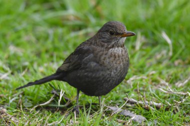 Turdus merula ortak blackbird erkek