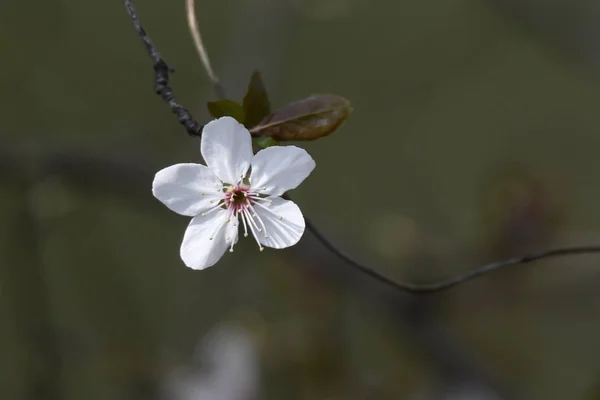 春天树上的白花 — 图库照片