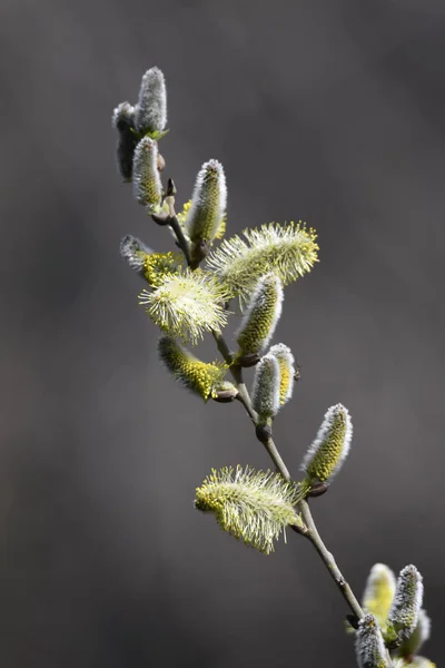 buds on the tree in spring