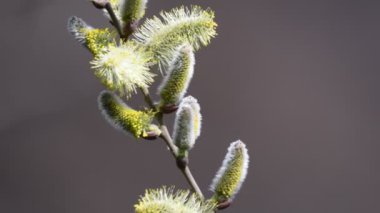 tomurcukları ve böcek ilkbaharda ağaç üzerinde