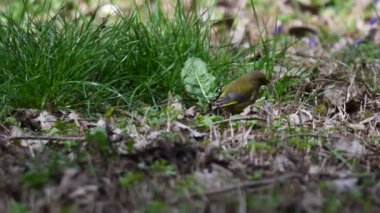 greenfinch chloris kuş Parkı