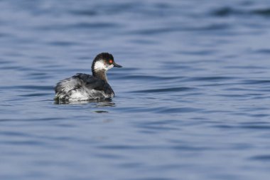 Göl kenarında batağan Yüzme tepeli