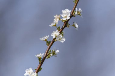 ağaç bahar beyaz çiçek