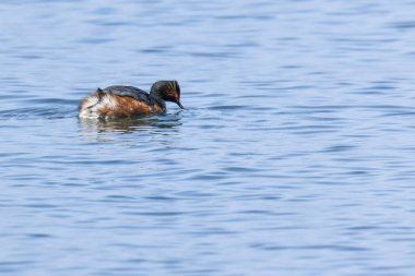 Göl kenarında batağan Yüzme tepeli