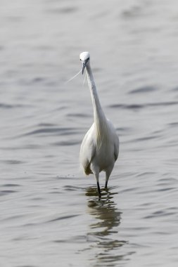 Göl kenarında yürürken ak balıkçıl