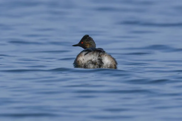 Grebe Crista Nadando Lago — Fotografia de Stock