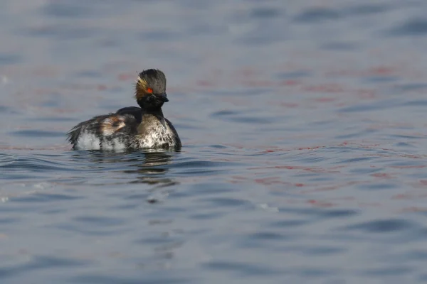 Grebe Cresta Nadando Lago —  Fotos de Stock